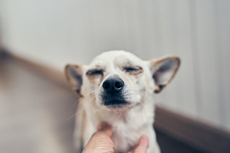 A mixed breed dog with closed eyes. A cute medium-sized dog waiting to be petted. With space to...