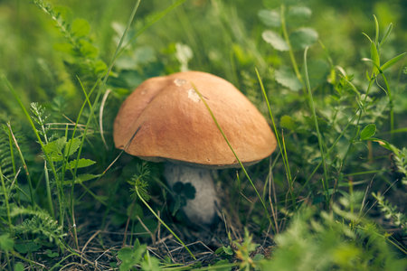 A large white mushroom in a clearing in the forest. Raw Boletus mushroom growing in the forest. Seasonal mushroom picking. Edible delicious forest mushroom for cooking. High quality photoの写真素材