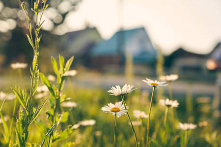 A beautiful picture of nature with a blooming chamomile. Chamomile on the background of houses. Chamomile spring floral sky landscape. The concept of country life. High quality photoの写真素材