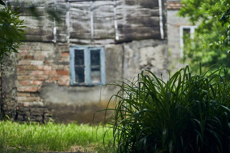 Selective focus on the bush. There is one small window on the stone wall. A wall with a stone texture. A green bush grows in front of the window. High quality photoの写真素材