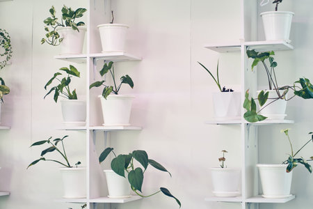 Interior design with lots of plants on stands, Scindapsus, green leaves, white pots. Template, mock up, background with copy space for your design, poster, art object.の写真素材
