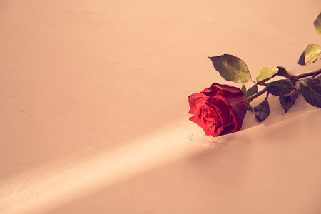 Beautiful red rose on a peach fuzz background on a narrow beam of sunlight. Backdrop with copy space, empty, isolated on peach. Template, mock up for your design, text, card, product, presentation.の写真素材