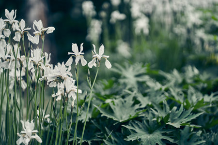 Flowering of white irises in the summer garden. Atmospheric spring floral background. Delicate iris...
