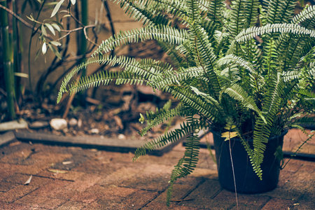 Natural background nephrolepis fern in a pot outdoors near the house. The concept of plant care. With a place to copy. High quality photoの写真素材