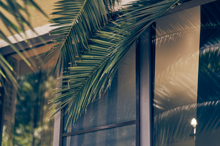 Date palm leaves on the background of a transparent window of the house. Background with space to copy. High quality photoの写真素材