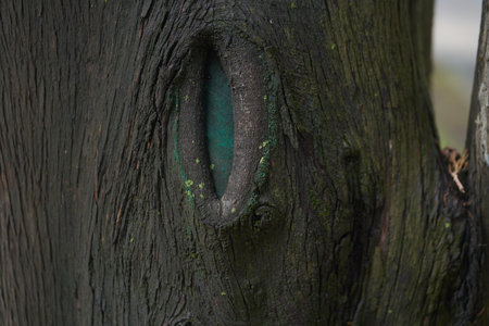 Close-up of a tree trunk with a hole in the middle. The texture of the bark of a tree with space to copy. High quality photoの写真素材