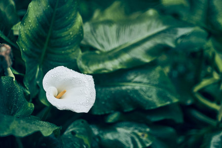 A close-up of a calla of a white flower on a green background in sunlight using space to copy the natural flora as a background. The concept of the cover. High quality photoの写真素材