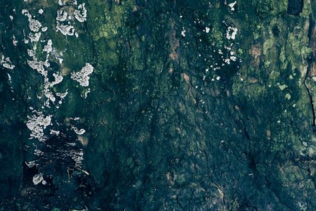 Moss grows on the bark of a tree in nature parks. Due to the high humidity of the air, the tree falls off. Textured natural background with space to copy. High quality photoの写真素材