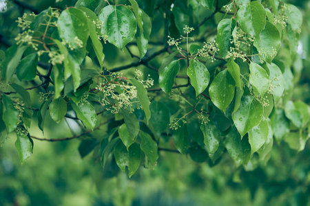 The bird cherry is gaining color. Close-up of a flowering tree with small white inflorescences. A spring concept with space to copy. High quality photoの写真素材