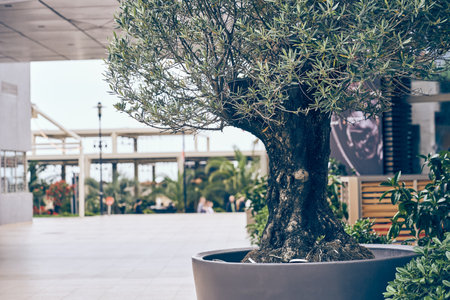 Part of an olive tree in a concrete pot on the background of a cafe building. A decorative element near the entrance to the restaurant. With space to copy. High quality photoの写真素材