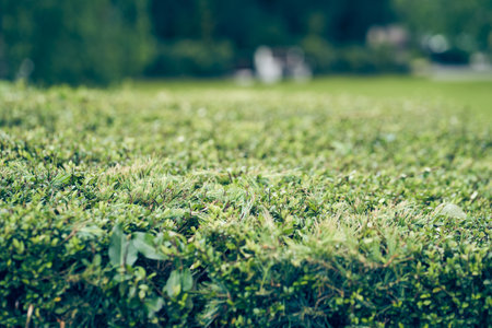 A background of lush green ivy leaves and spruce branches twine in the shape of a hedge. An...