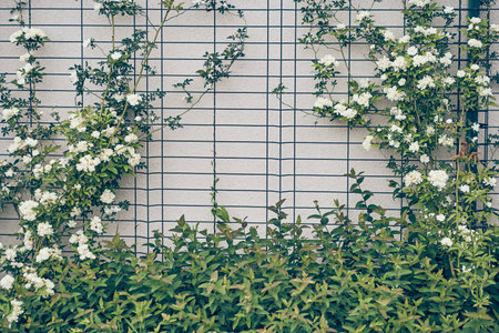 Banksia roses on the wall curl along a grid with space to copy. The snow-white banksia rose blooms in spring. The flower is distinguished by its delicate beauty and pleasant aroma. High quality photoの写真素材