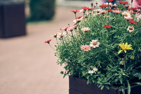 A flowerbed with blooming colorful daisies in the park on a sunny day. With space to copy. High...