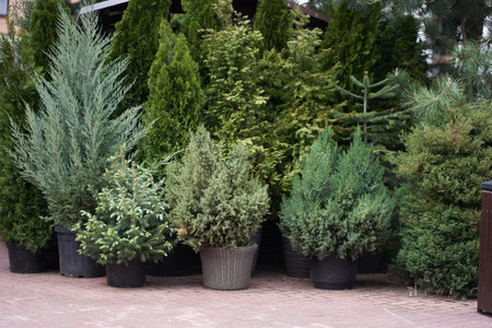 Seedlings of shrubs and coniferous trees in pots in a plant nursery. A garden plant store. An outdoor fair. With space to copy. High quality photoの写真素材