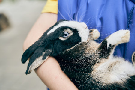 A black rabbit in the arms of an unrecognizable child. An open-air petting zoo. Close-up of a rabbit with space to copy. High quality photoの写真素材