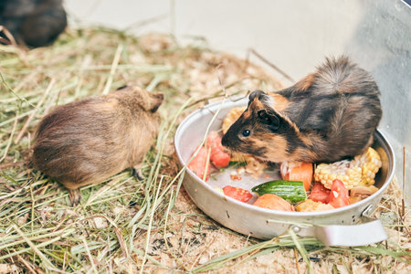 Two guinea pigs are sitting in a bowl with a meal of vegetables. Healthy consumption of vegetables. Animal care at the contact zoo. High quality photoの写真素材