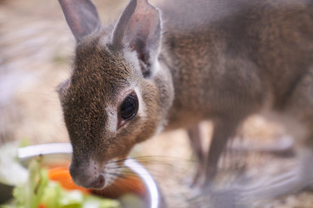 The Chacoan mara eats vegetables in close-up. A hare-like herbivorous rodent. An aviary for an...