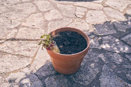 Preparing to transplant plants into a new brown pot on the background of a stone path in the backyard. With a place to copy. High quality photoの写真素材