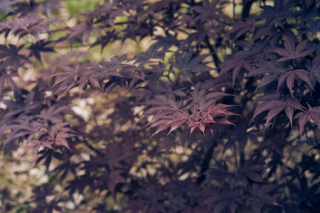 Branches of a maple tree with bright purple leaves in autumn. High quality photoの写真素材