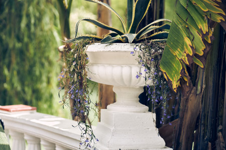 American agave grows in a park area. Long striped leaves of the American agave evergreen plant, striped against the background of evergreen and deciduous plants. High quality photoの写真素材