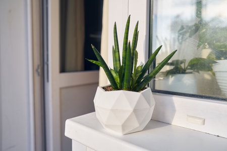 Indoor plants of sansevieria cylindrical in a plastic pot on the background of a window and a balcony door in a minimalist style close-up. With space to copy. High quality photoの写真素材