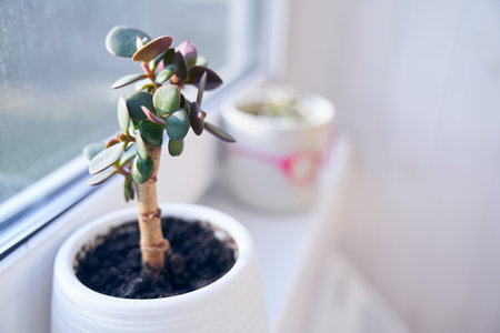 A crassula plant in a white pot on the background of a window. A seedling of the money tree. A succulent plant. Floriculture for a hobby. High quality photoの写真素材