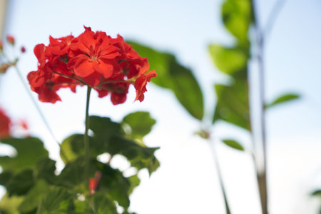 Selective focus on a red geranium on a blurred background. The concept of home gardening and spring care of indoor plants. High quality photoの写真素材