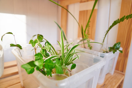 Propagation of a houseplant.rooting in water - Laurel, hedera helix, chlorophytum and fern. The concept of growing in pots. Landscaping of the house. High quality photoの写真素材