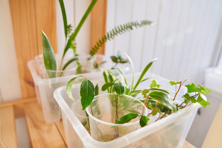 Rooting in water - laurel, hedera helix, chlorophytum and fern in the background. The concept of home gardening and spring care of indoor plants. High quality photoの写真素材