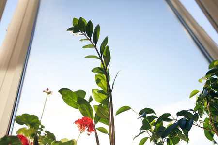 Geranium, zamiokulkas and ficus benjamin on the background of the window. The concept of home gardening and spring care of indoor plants. High quality photoの写真素材
