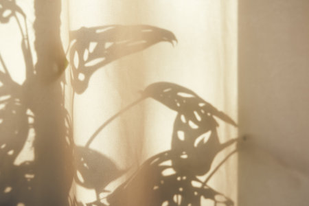 An empty texture wall. The monstera leaves a shadow on the wall and glare of light. A layout for the presentation, branding of goods, cosmetics, food or jewelry. High quality photoの写真素材