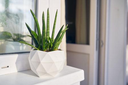 Plants of sansevieria cylindrical in a plastic pot on the background of a window and a balcony door in a minimalist style close-up. With space to copy. High quality photoの写真素材