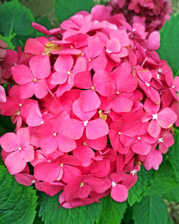 Large-leaved hydrangea. Large pink inflorescence with green leaves. Square format. Background for your design.の写真素材