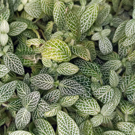 Green bright small leaves of an ornamental plant with white veins in a square format.