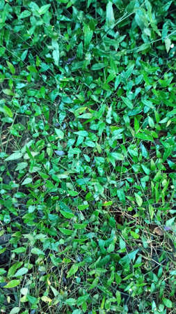 Bright leaves of a plant an elongated vertical image of a botanical background. Plant leaves. Background for your design.の写真素材