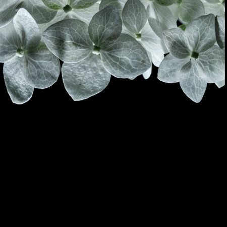 White flowers glow brightly on a black background, macro photo, wallpapersの写真素材