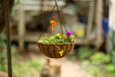 Hanging pot with flowers on a natural backgroundの写真素材