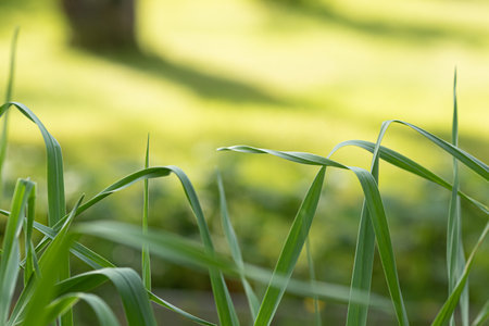 Fresh green long grass, close-up on a sunny day.の写真素材