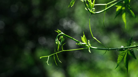 Glowing grape leaves on vine gently touching cement ground with dark green foliage in backgroundの写真素材