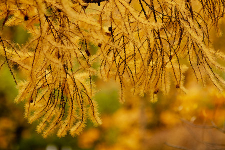 Autumn yellow leaves and branches close upの写真素材