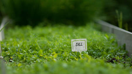 A bed with planted dill in the village. The plate Dill is inserted into it. Homemade greens.の写真素材