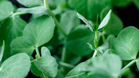Macro photo of sprouts of green peas, close-up, ingredient for cookingの写真素材