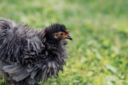 Cute chicken walks on a green lawn in the park, beautiful birdの写真素材