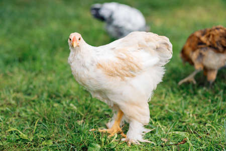 Cute chicken walks on a green lawn in the park, beautiful birdの写真素材