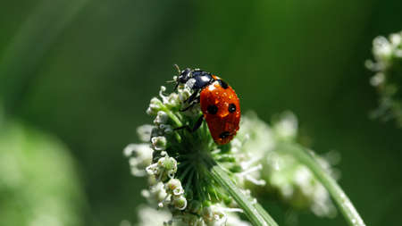 Macro photo, wallpaper. Red ladybug on a flower in a field with a dew dropの写真素材