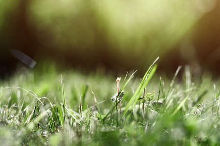 Green grass in the meadow in the light of the sun, macro photo for wallpaper, screensaver