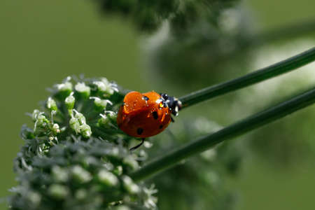 Macro photo, wallpaper. Red ladybug on a flower in a field with a dew dropの写真素材