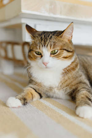 Close up portrait of a kitten lying at white wall and looking at the camera