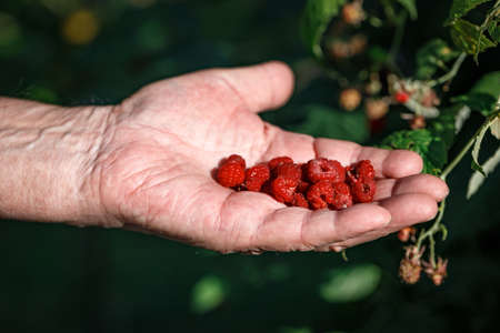An elderly mans hand holds raspberries picked from a bush