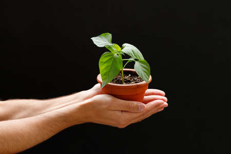 The man holds in his hand an earthen pot with a sprout that he has grown by himself. Love in nature...